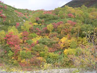 登山口近くの紅葉
